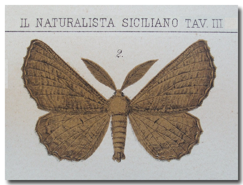 Farfalla : Nychiodes sp. (Geometridae, Ennominae)